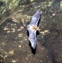 Image result for Florida Bats Species