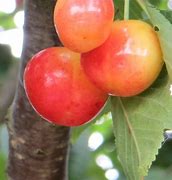 Image result for Prunus avium Bigarreau Van
