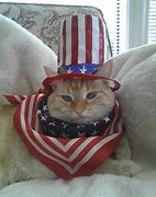 Image result for 4th of July Animal Memes