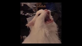 Image result for White Cat Meowing Meme