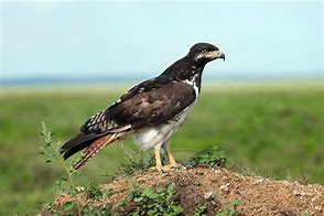 Image result for Buteo augur