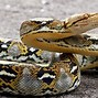 Image result for World's Largest Python Snake