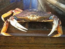 Image result for World's Biggest Dungeness Crab