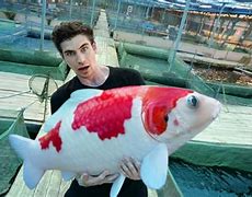 Image result for Biggest Koi Fish