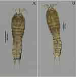 "rhynchonerella Gracilis" に対する画像結果.サイズ: 150 x 151。ソース: zookeys.pensoft.net