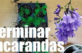 Image result for jacarandana