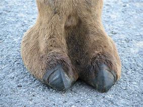 Image result for Animal Camels Toe