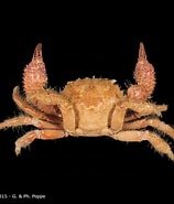 Image result for Actumnus squamosus. Size: 158 x 185. Source: www.crustaceology.com
