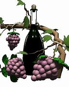 Image result for Grapes for Wine