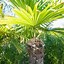Image result for Windmill Palm