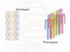 Image result for Genotype-Phenotype