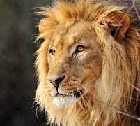 Image result for Fierce Lion