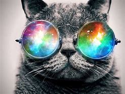 Image result for Trippy Cat Sunglasses
