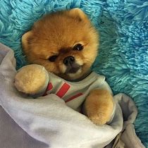 Image result for Pic of Jiff Pom