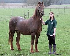 Image result for Oldest Horse Alive