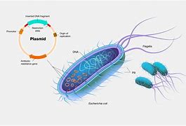 Image result for What Is Plasmid