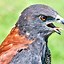 Image result for Buteo albicaudatus