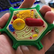 Image result for Cute Plant Cell