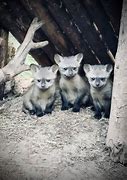 Image result for Bat-Eared Fox Toy
