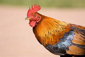 Image result for Gallic Rooster of France