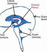 Image result for Choroid Plexus 4th Ventricle