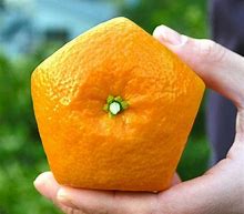 Image result for Square Orange Fruit