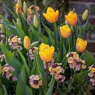 Tulipa Bellville-க்கான படிம முடிவு