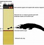 Image result for Alligator Munensis