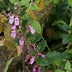 Image result for Teucrium chamaedrys