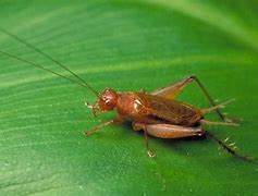 Image result for Cricket Animal Sound