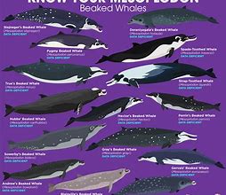 Image result for Blue Whale Size Comparison Chart