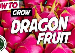 Image result for Growing Dragon Fruit in Containers