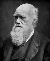 Image result for Keter Darwin 4 X 6