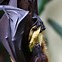 Image result for Bat Upside Down Tree