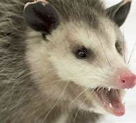 Image result for Possum Animal