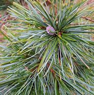 Image result for Pinus strobus Minima
