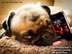 Image result for Pug Telephone