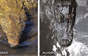 Image result for Alligator Crocodile Caiman Differences