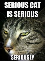 Image result for Serious Cat Meme