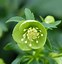 Image result for Helleborus multifidus bocconei Castillano