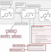 Image result for Paracetamol Toxicity