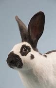 Image result for Checkered Giant Rabbit Champion