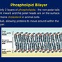 Image result for Fluid Mosaic Cell Membrane