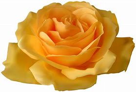 Image result for Red and Yellow Rose Logo Clip Art