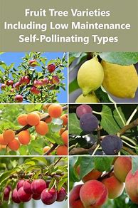 Image result for Good Pollenating Tress That Go with Honeycrisp Tree