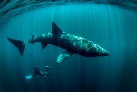 Image result for Big Basking Shark