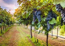 Image result for Grapevine Exercise