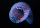 Image result for Pyrosoma. Size: 140 x 100. Source: www.pinterest.com