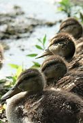 Image result for Free Ducks in a Row