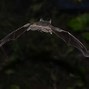 Image result for Mexican Free Tail Bat